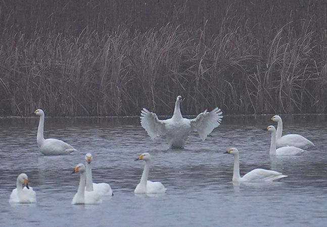 łabędź czarnodzioby  - Grzegorz Grygoruk