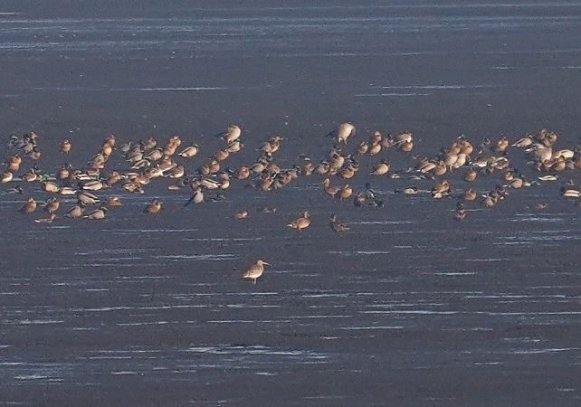 Grosser Brachvogel  - Grzegorz Grygoruk