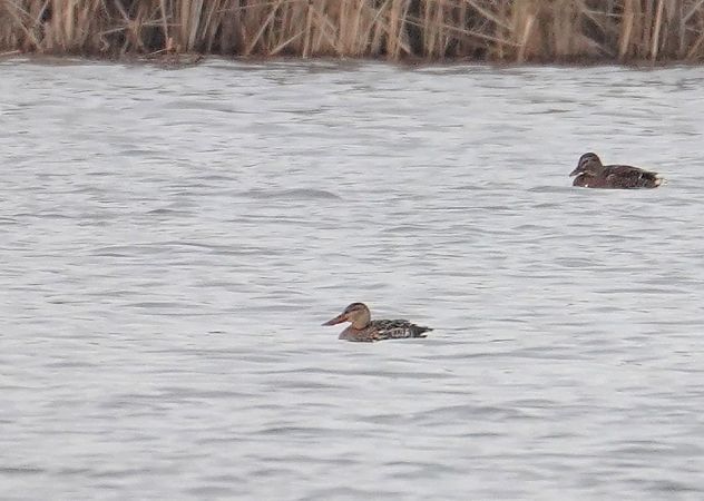 Northern Shoveler  - Grzegorz Grygoruk