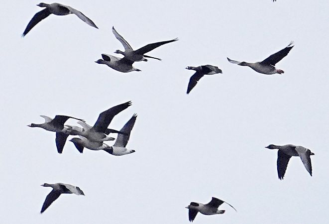 Rothalsgans  - Grzegorz Grygoruk