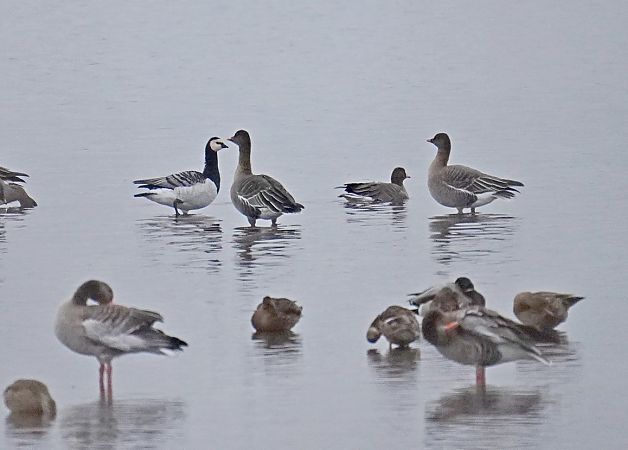 Bernache nonnette  - Grzegorz Grygoruk