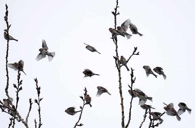 Twite  - Grzegorz Grygoruk