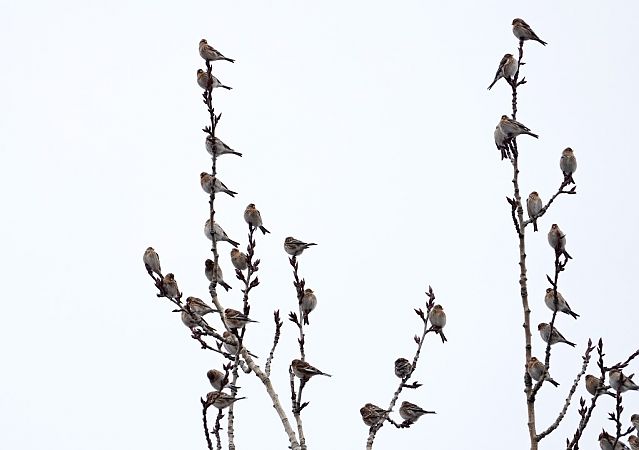 Berghänfling  - Grzegorz Grygoruk