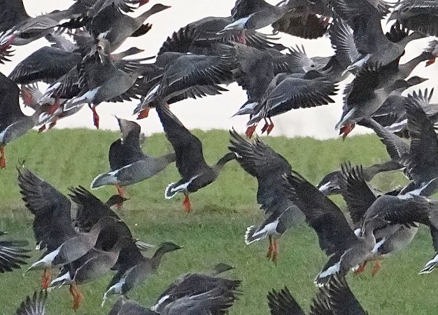 gęś mała  - Grzegorz Grygoruk