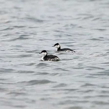 Horned Grebe  - Gosia Mikos