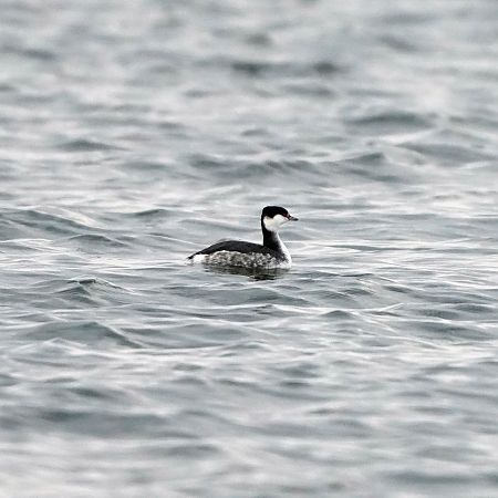 Grèbe esclavon  - Gosia Mikos