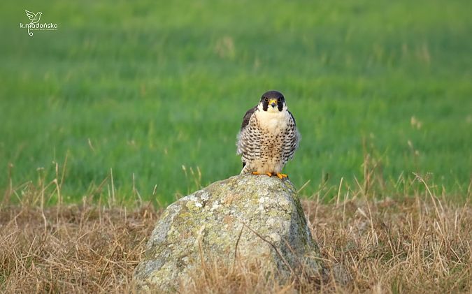 sokół wędrowny  - Karolina Madońska