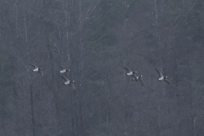 Barnacle Goose  - Łukasz Krajewski