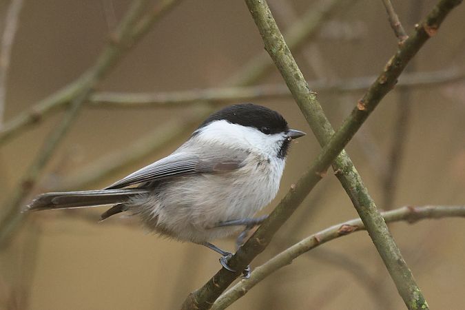 czarnogłówka  - Łukasz Krajewski