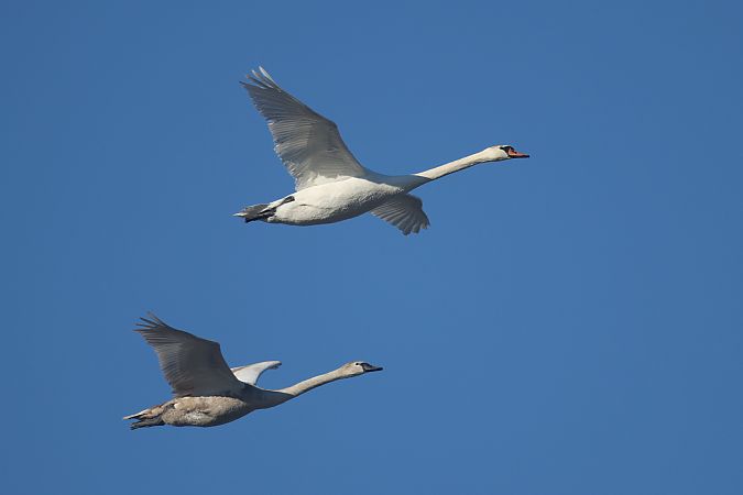 łabędź niemy  - Łukasz Krajewski