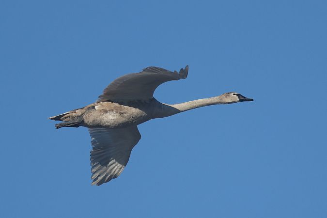 Höckerschwan  - Łukasz Krajewski
