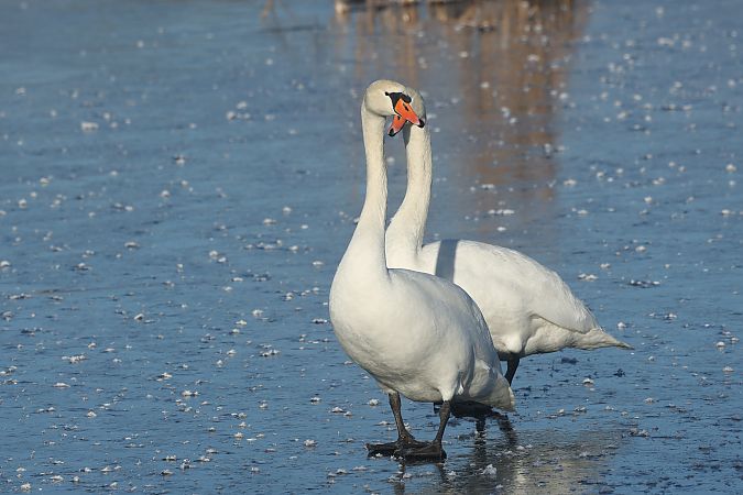 łabędź niemy  - Łukasz Krajewski