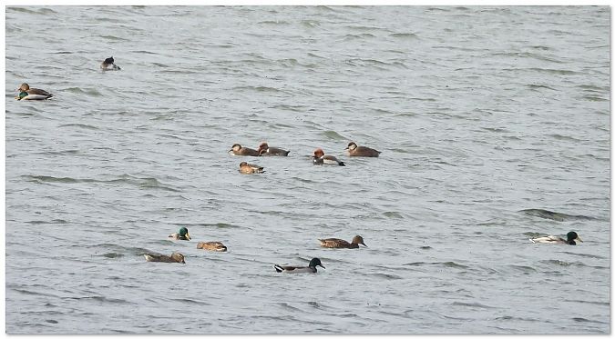 hełmiatka  - Piotr Gajewski