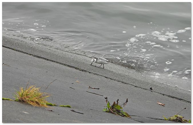 płatkonóg płaskodzioby  - Piotr Gajewski