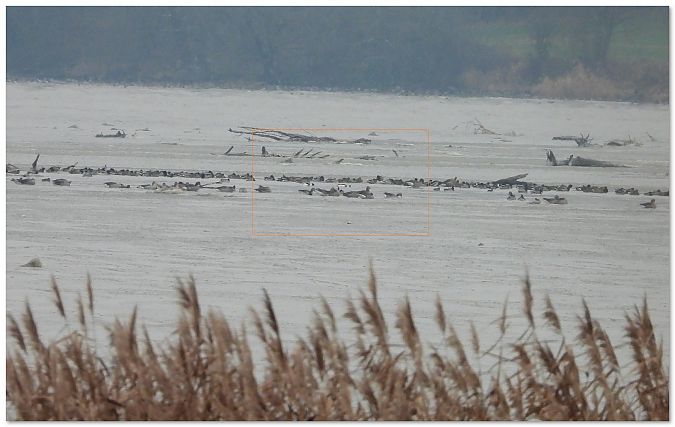 Brandgans  - Piotr Gajewski