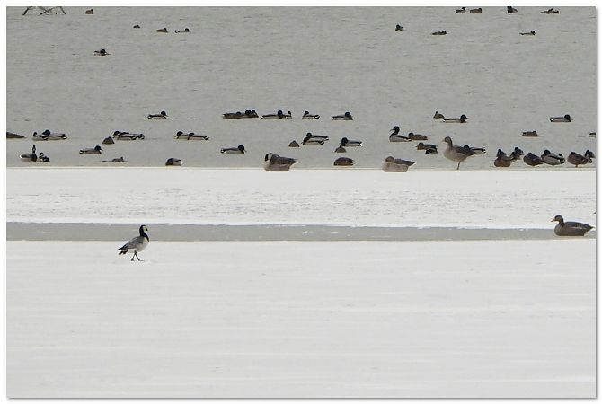bernikla białolica  - Piotr Gajewski