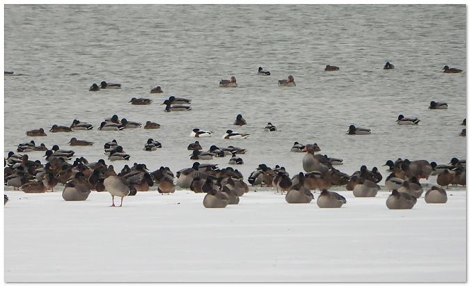 ohar  - Piotr Gajewski