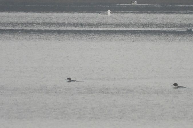 szlachar  - Justyna Krawczyk