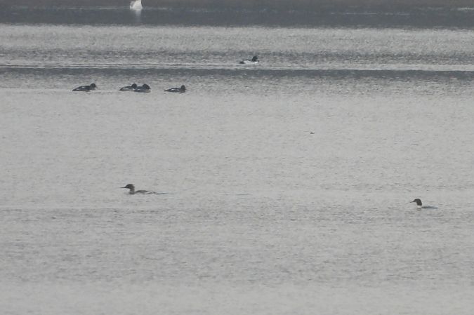 Mittelsäger  - Justyna Krawczyk