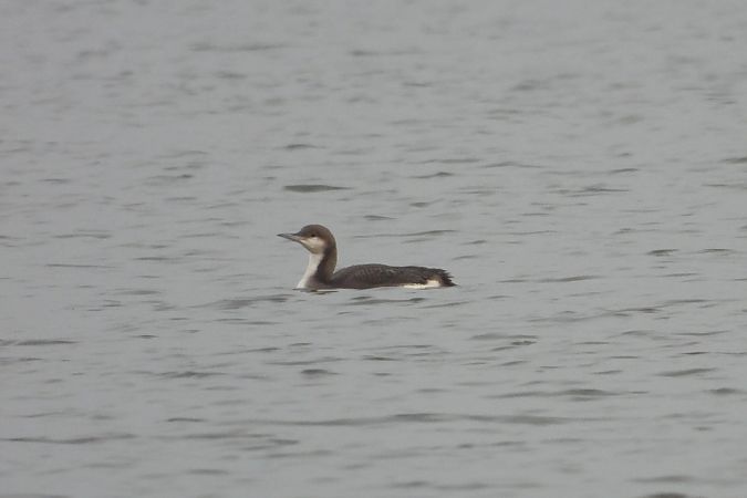 Prachttaucher  - Justyna Krawczyk