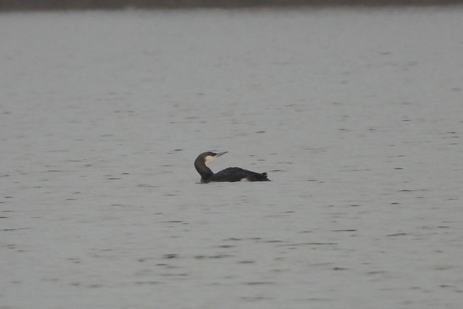 Plongeon arctique  - Justyna Krawczyk