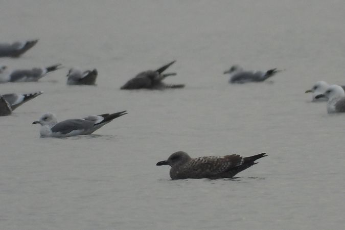 mewa żółtonoga  - Justyna Krawczyk