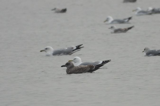 Goéland brun  - Justyna Krawczyk