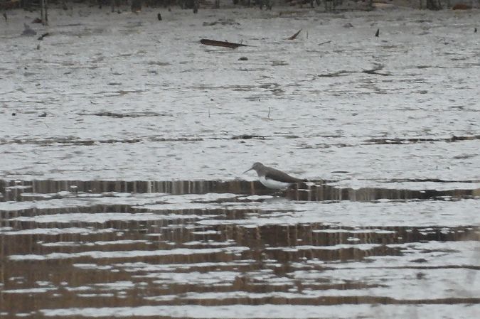 samotnik  - Justyna Krawczyk