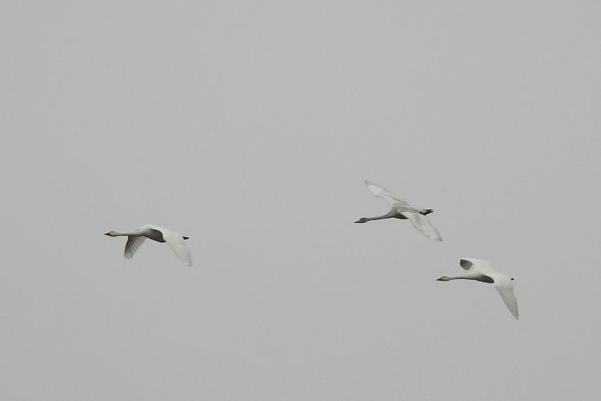 łabędź czarnodzioby  - Justyna Krawczyk