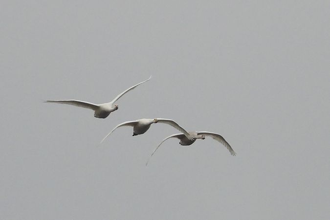 Cygne de Bewick  - Justyna Krawczyk