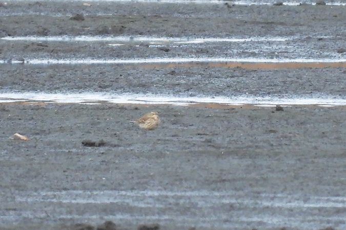 siwerniak  - Justyna Krawczyk