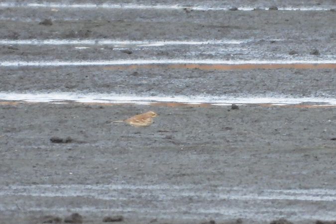 Bergpieper  - Justyna Krawczyk