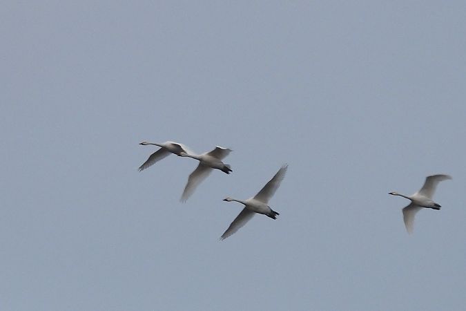 łabędź czarnodzioby  - Justyna Krawczyk