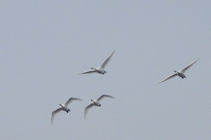 łabędź czarnodzioby  - Justyna Krawczyk