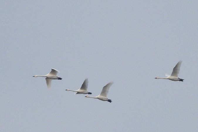 łabędź czarnodzioby  - Justyna Krawczyk