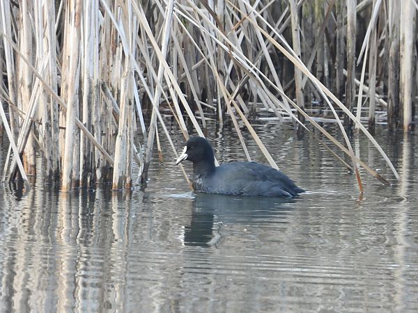 Eurasian Coot  - Justyna Krawczyk