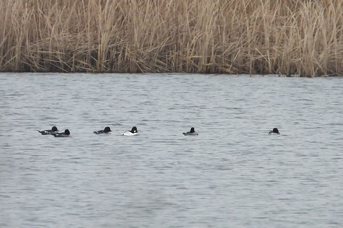 gągoł  - Justyna Krawczyk