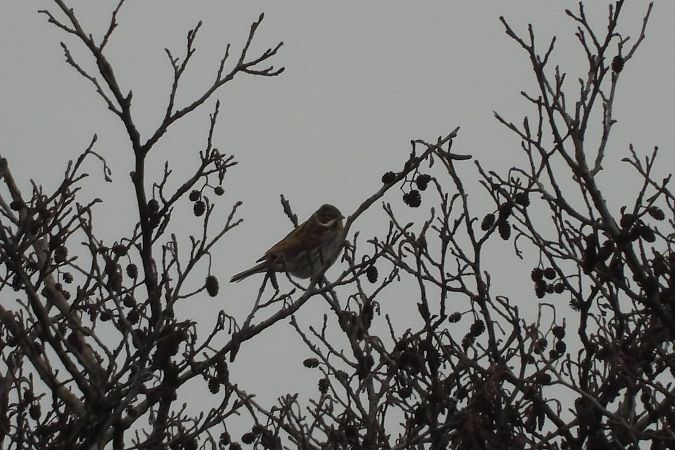 Common Reed Bunting  - Justyna Krawczyk