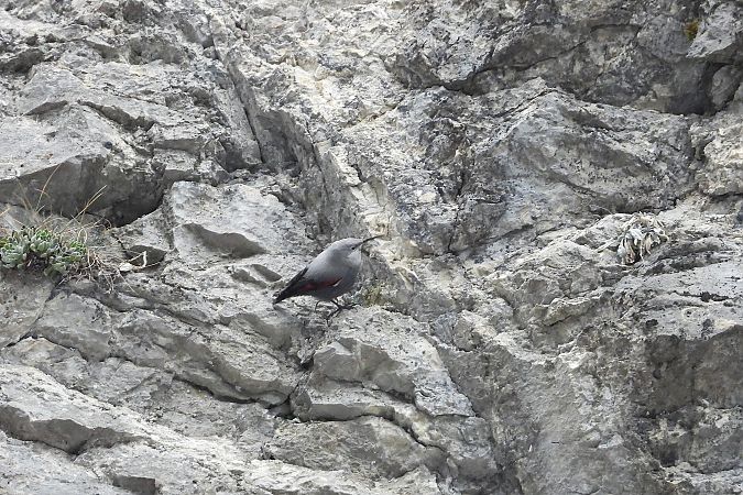 pomurnik  - Justyna Krawczyk