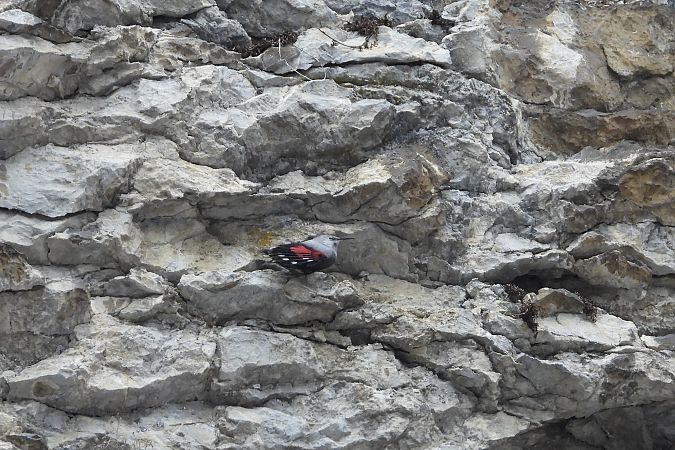 pomurnik  - Justyna Krawczyk