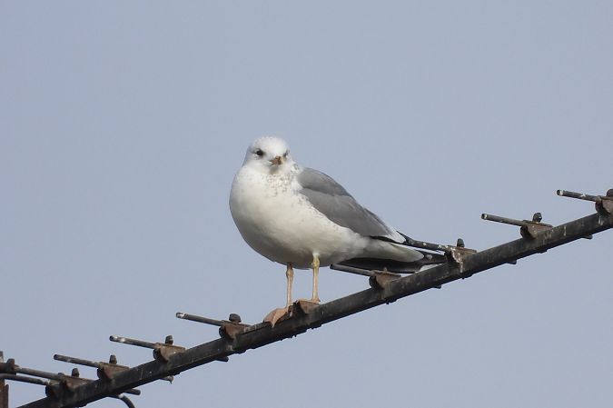 mewa siwa  - Justyna Krawczyk