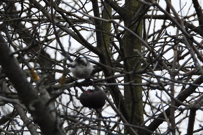 raniuszek (czarnobrewy, ssp. europaeus)  - Justyna Krawczyk