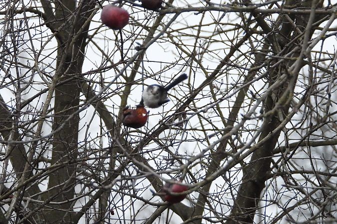 Schwanzmeise (ssp. europaeus)  - Justyna Krawczyk