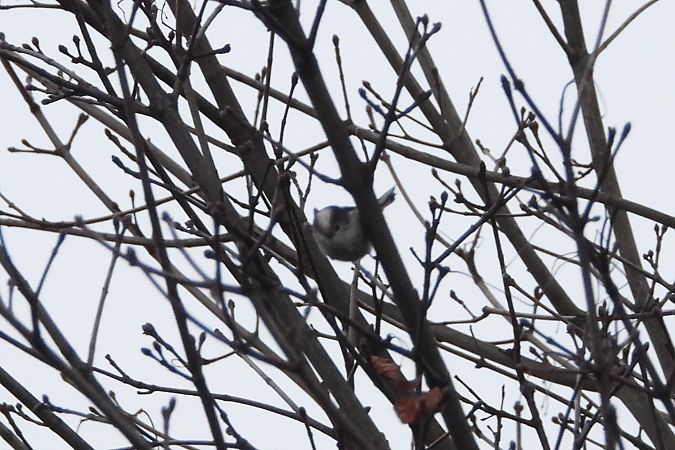 Schwanzmeise (ssp. europaeus)  - Justyna Krawczyk