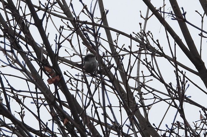 Schwanzmeise (ssp. europaeus)  - Justyna Krawczyk