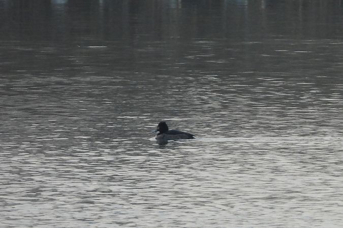 czernica  - Justyna Krawczyk