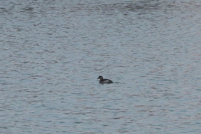 perkozek  - Justyna Krawczyk