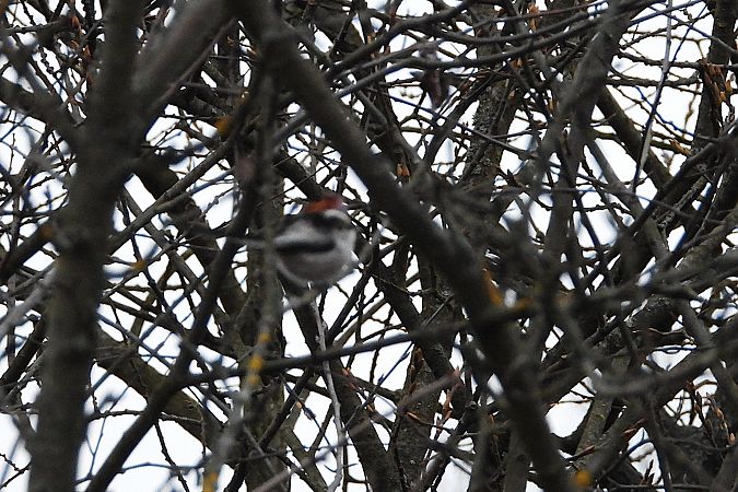 Schwanzmeise (ssp. europaeus)  - Justyna Krawczyk