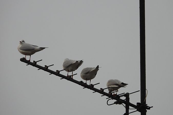 śmieszka  - Justyna Krawczyk