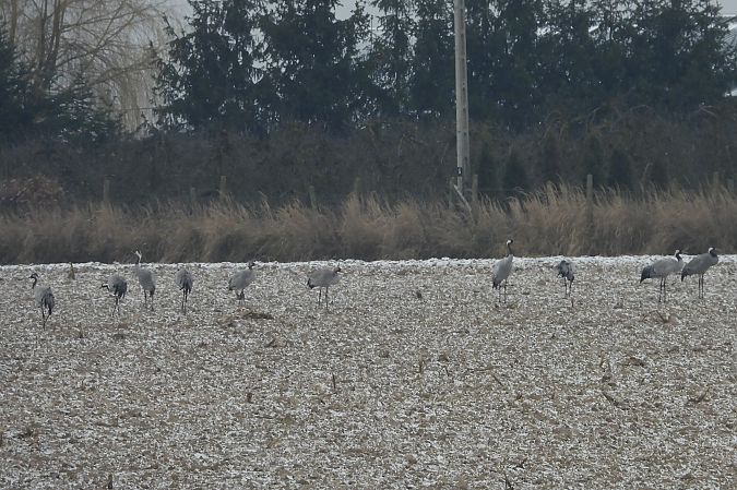 żuraw  - Justyna Krawczyk